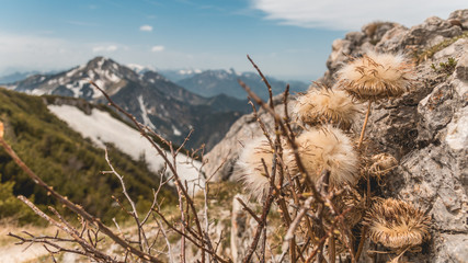 Beautiful alpine view on the Hochfelln - Bergen - Bavaria - Germany