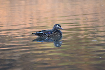 Wood Duck - Female 