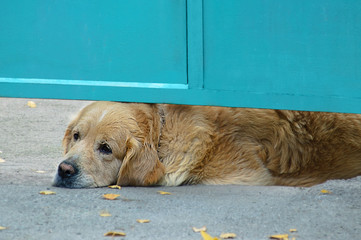 Dog breed retriever. It lies under the metal gates.