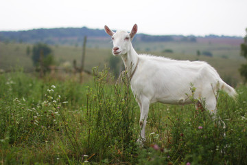 Obraz na płótnie Canvas Goat on the field in summer