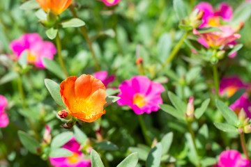 Fototapeta premium FLORES