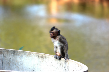 Macaques are  genus of primates from the family of monkeys. Portrait of  little macaque sitting on edge of concrete well.