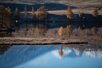 Mongolia Altai lake in autumn at sunrise - tree reflexion