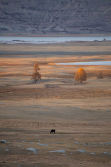 Mongolia Altai lake in autumn at sunrise - tree reflexion with man alone
