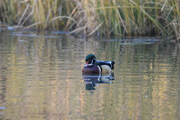 Wood Duck - Male 
