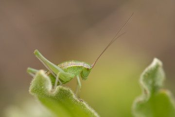grasshopper on leaf