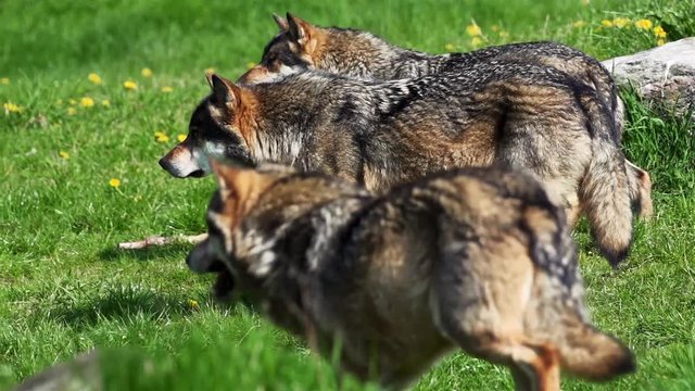 Wolf pack on the watch