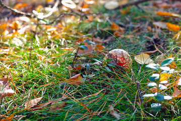 mushroom in the grass, fly agaric
