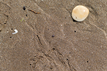 sandy background with lady beetle
