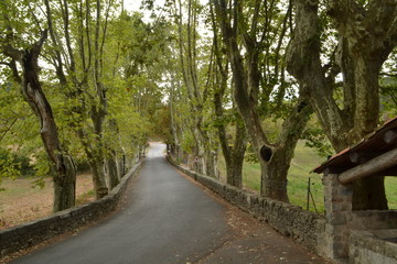 oprijlaan met platanen bij kasteel in Esparron in de Provence