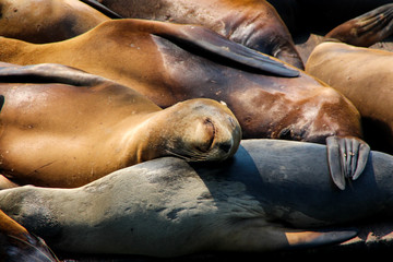 Cute sleeping sea lion