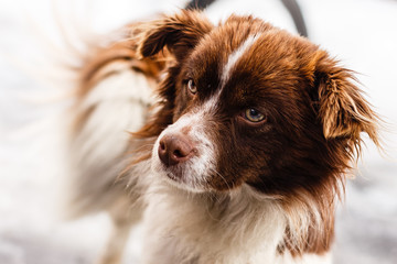 Cute dog looking at camera, close up on white background