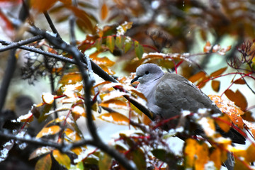 Grey Collared Dove 