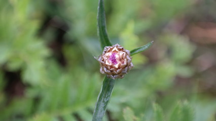 Blume