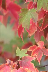 maple leaves in autumn