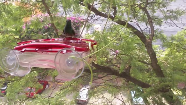 Hummingbird Amazilia spp.