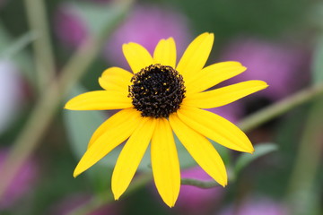 yellow flower
