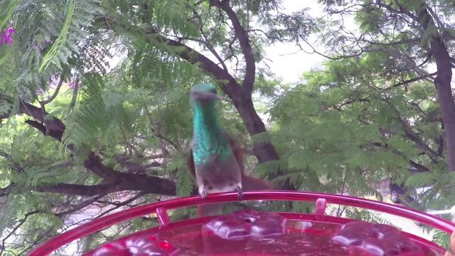 Hummingbird Amazilia spp.