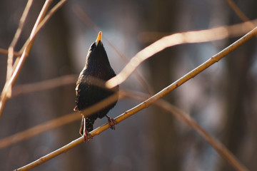 Bird see