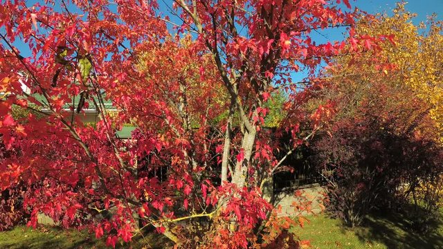 
Red leaves of the Canadian maple in the fall.