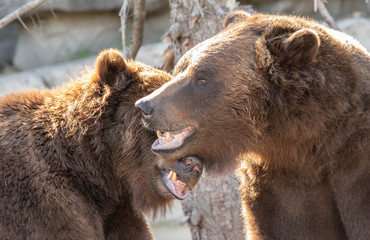 Obraz na płótnie Canvas mated pair of grizzly bears are cuddling