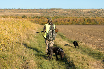 Hunters with a german drathaar and spaniel, pigeon hunting with dogs in reflective vests