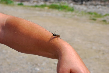 insects on my hand