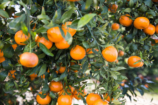 Mandarins on the tree