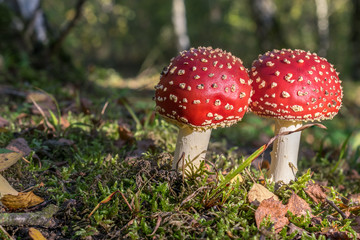 Red toadstools in the woods