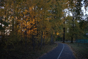 Autumn cycling road in late evening golden hour