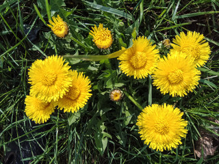 Yellow dandelions spring day