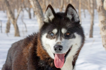 Siberian Husky with heterochromia in the forest, Kamchatka, Siberia, Russia.
