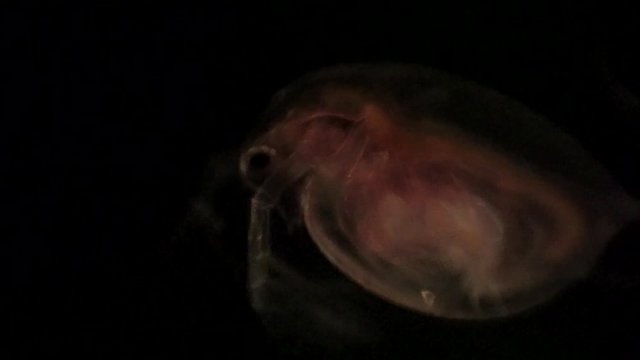 Microscopic view of Daphnia, a water flea.