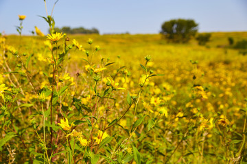 Field of Yellow Flowers
