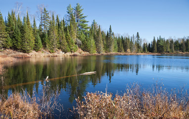 Fototapeta na wymiar Small lake in northern Minnesota with beautiful blue water and pine trees on the shore
