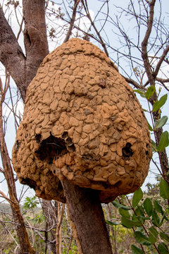 Wasp Nest that are Found in the Savannas of Brazil