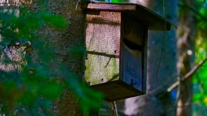 Vogelhäuschen an Baum nah