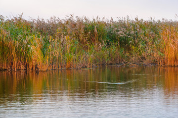 Reed on the lake in autumn