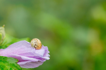 Snail on a petal of closed pink flower covered with rain drops. Close up of snail on flower in garden