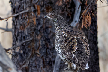 Blue Grouse