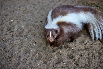 Portrait of mephitidae is a family of mammals comprising the skunks and stink badgers