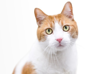 A domestic shorthair cat with orange tabby and white markings