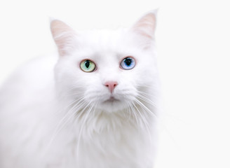 Obraz premium A beautiful white Turkish Angora cat with heterochromia, one green eye and one blue eye