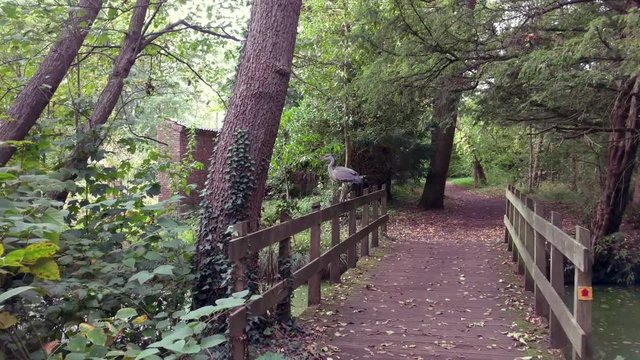 Heron resting on a railing, flying of when disturbed