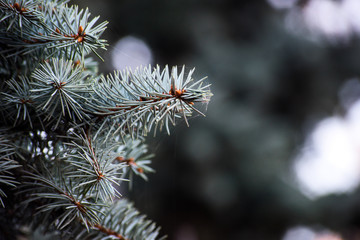 Naklejka na ściany i meble A branch of blue spruce with cobwebs is close
