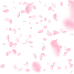 Sakura petals falling down. Romantic pink flowers 