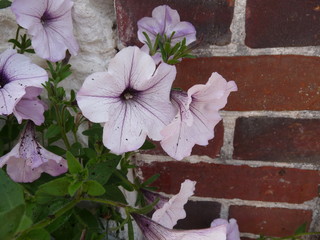 Fiore