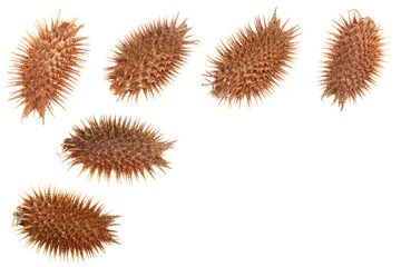 dry Xanthium strumarium isolated on white background has medicinal properties with copy space for your text. Top view. Flat lay pattern