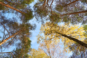   Trees in forest against a blue sky in autumn background.