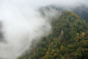 Fototapeta na wymiar Relict pine on the Sokolica Peak in the Pieniny Mountains